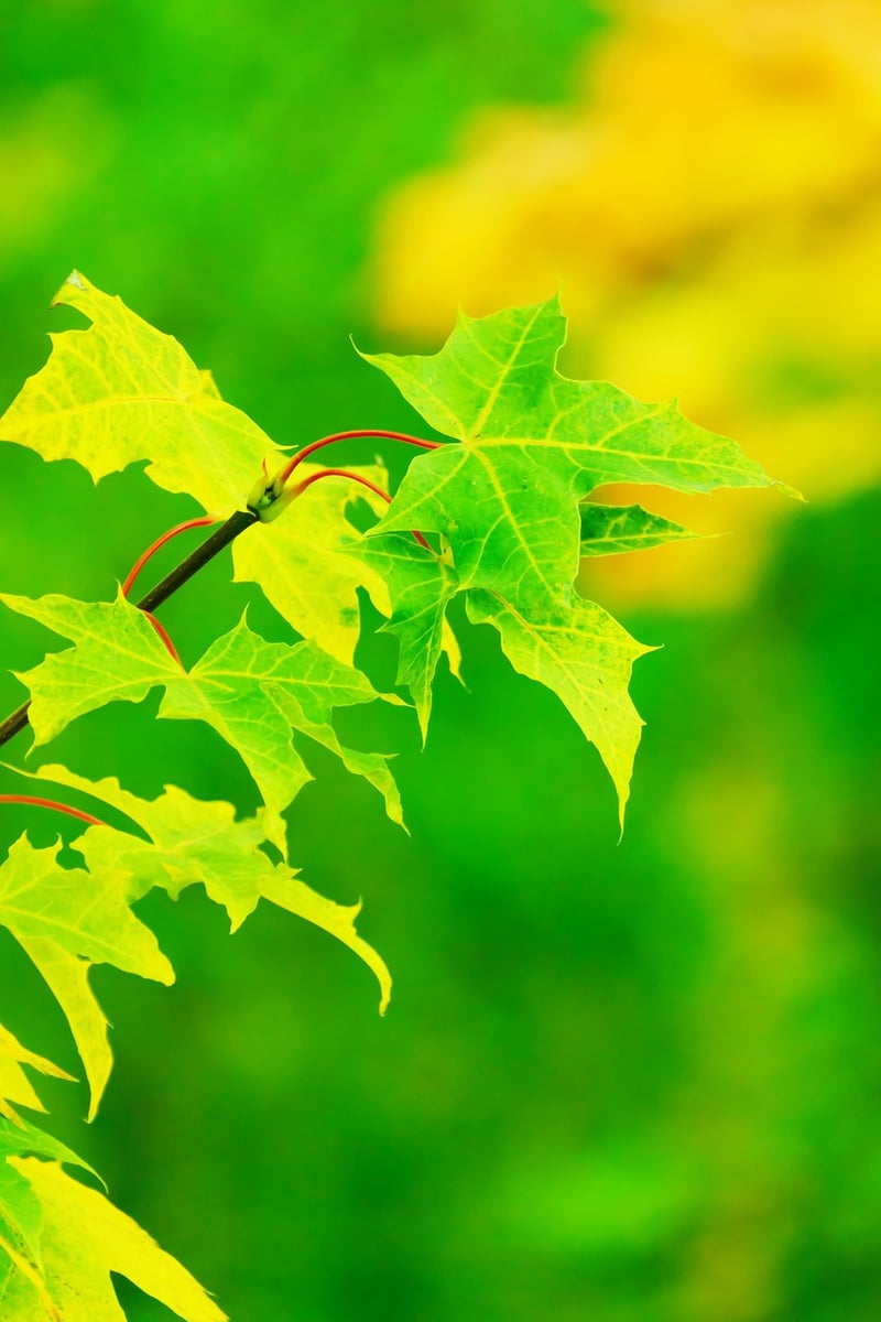 Greenery-inspired Designs