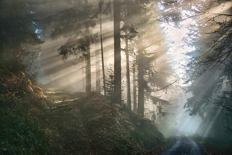 Mystical Forest Unions