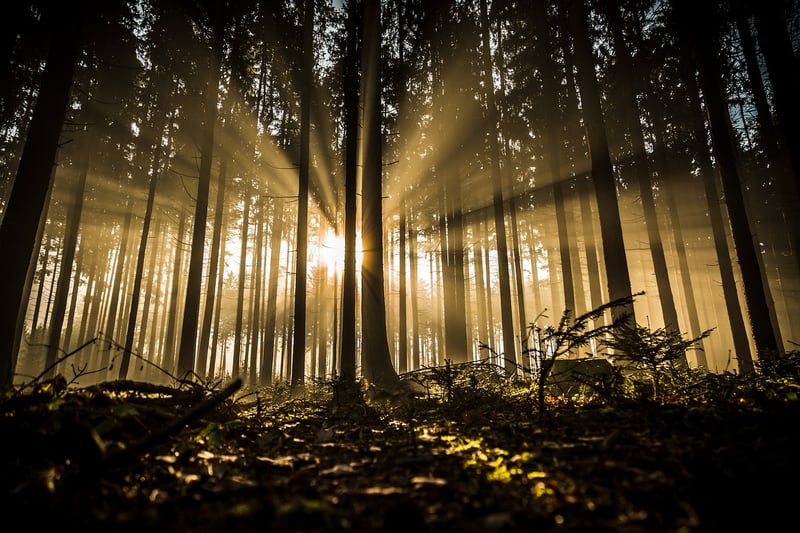 Whimsical Woodland Shots