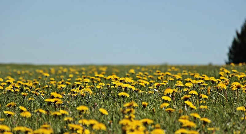 Wildflower Bouquets